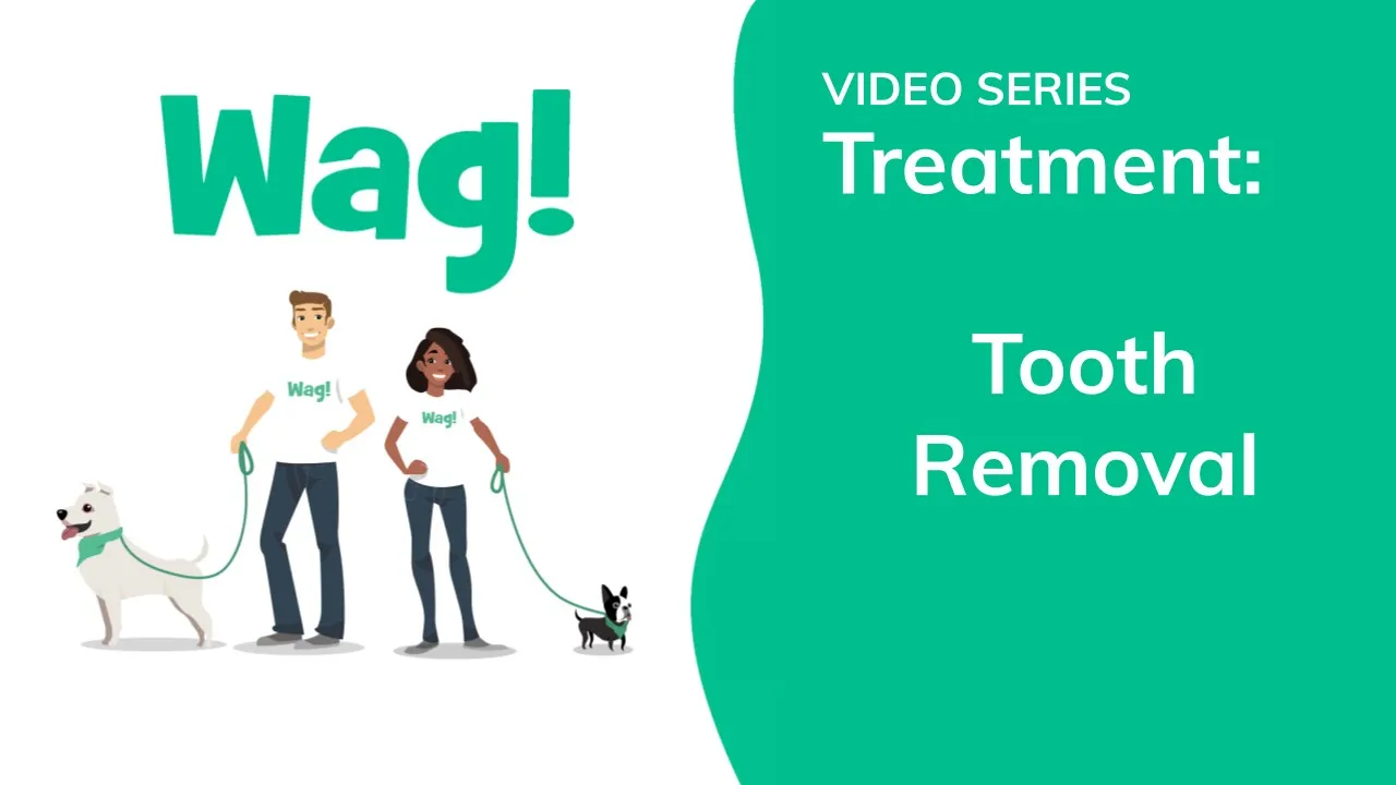 Relieving Your Dogs Pain Management After Tooth Extraction