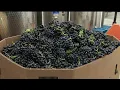 NJ Vineyard Teaches People How to Grow Grapes to Give Boost to Wine Industry