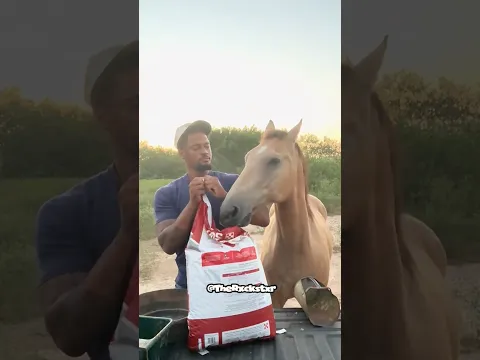 Stop Horsing Around & Feed Me!
