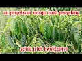 Download Lagu cara mensiasati buah kopi penyelang ini yang harus kita lakukan