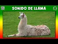 Download Lagu SONIDO DE LLAMA 🦙