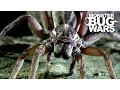 Sydney Funnel Web Vs Wolf Spider MONSTER BUG WARS