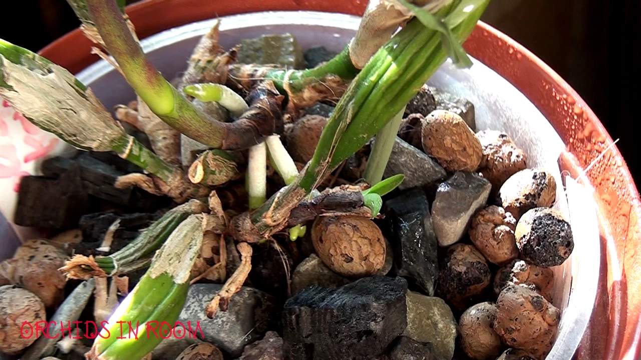 MY CATTLEYA ORCHIDS UPDATE!