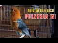 Download Lagu LANGSUNG RESPON IKUT BUNYI. Pancingan ini mampu membuat Anis Merah bisu jadi gacor seketika