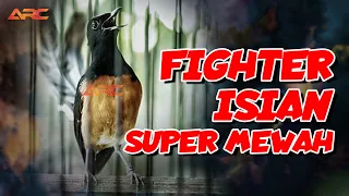 isian mewah murai batu gacor materi super pedes tembakan super panjang