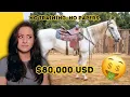 CRINGE-WORTHY Horse Prices Are Driving Me INSANE