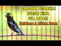 Download Lagu SEKALI PUTAR KONIN APAPUN PASTI GACOR IKUT BONGKAR ISIAN BELALANG EMAS DAN NGEBREN