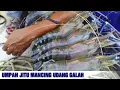 Download Lagu 7 Umpan Mancing Udang Galah Paling Ampuh