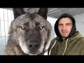 Download Lagu EL LOBO Mas GRANDE Del Planeta, El Lobo Canadiense | Mascotas Mas Extremas 🐺