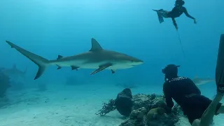 Swimming With Wild Sharks — Sailing Uma [Step 166]