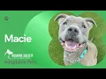 Pets for Adoption at the Humane Society of St Lucie County