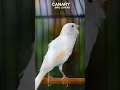 Download Lagu TEMBAKAN NGEROL  #canary