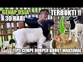 Lagu TIPS AGAR CEMPE DORPER CEPAT GEMUK BESAR DAN MAKSIMAL || resep pakan domba 4 sehat 5 milyar