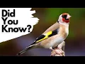 Things you need to know about the GOLDFINCH