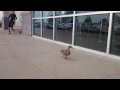 Mallard Duck eating popcorn at Cedar Rapids Wehrenberg theater