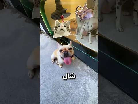 عشان يقضي يومه اضطر ينام مع الكلاب #shortvideo