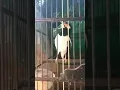 Jalak uren isian cililin