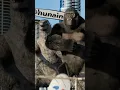 Download Lagu Dame Un GRR #godzilla #kingkong #grrrrr
