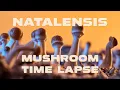 Magic Hour Growing Natalensis Mushrooms Shroom Bloom