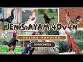 Download Lagu JENIS AYAM 4DU4N PALING POPULER DI INDONESIA ‼️