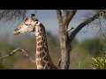 Giraffes 101 | Nat Geo Wild