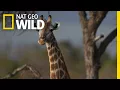 Download Lagu Giraffen 101 | Nat Geo Wild