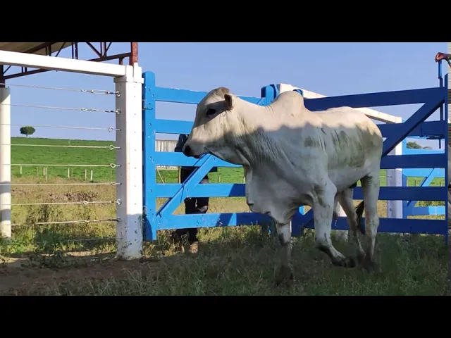 Melandro 