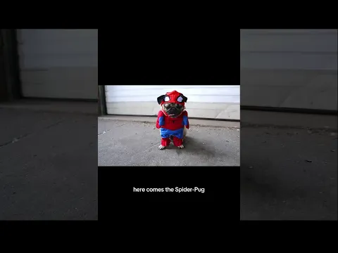 Nostalgia coming your way! Who remembers Spider-Pug? #spiderman #spidermanbrandnewday #dougthepug