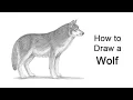 How to Draw a Wolf