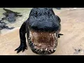 Gatorland Alligator Capital Of The World 2024 Tour And Review
