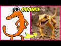Lagu Rainbow Friends Chapter 2 Characters In Real life + Guess the Voice Quiz + Their Favorites! | Orange
