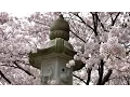Lagu Cherry blossom festival in Japan, Hanami