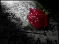Basma - Shu 3a Bali § باسمه - شو ع بالي
