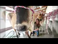 Sights and sounds from the 2025 Kitsap County Fair Stampede