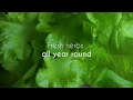 Download Lagu Veritable® Smart Indoor Garden | MoMA Design Store