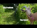 Can Our GOATS Beat A CRAZY Invasive Himalayan Balsam Infestation