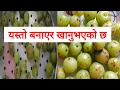 Lagu घरैमा बसि बसी औषधि बनाउन सकिने|Gharai Ma Bhasi Bhasi Aushadhi Banauna Sakine| Amalako Aushadhi|