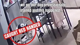 we got our dog professionally trained and THIS HAPPENED - VLOGMAS DAY 6