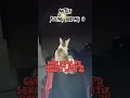 Download Lagu mitos kucing belang 3 jantan #kucing #shortvideo