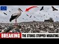 The BIGGEST Lie About LANDFILLS EUROPE Built A HABITAT It s Now DESTROYING