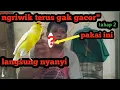 Download Lagu mengatasi kenari ngriwik terus gak gacor gacor