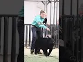 Download Lagu Practice-Practice-Practice!!! Get out and show at livestock shows! #showpigs #pigs #practice