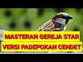 MASTERAN GEREJA STAR VERSI PADEPOKAN CENDET || Rahasia sukses masterin trotolan cendet