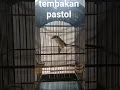 Download Lagu tembakan armagedon cocok buat masteran