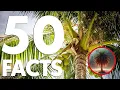 50 Palm Tree Facts That Will Make You Sway With Wonder