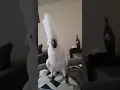 Download Lagu #funny #parrot #ببغاء #طيور  umbrella parrot is dancing   sisi is happy