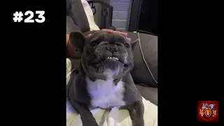 These Dogs Are SO DRAMATIC 😂🐶 | The Funniest Reactions You’ll Ever See