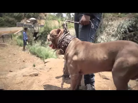 Sihung Official Trailer #1