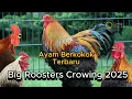 Download Lagu [NEW] Big Rooster Crowing Compilation 2025 - Ayam besar berkokok - banyak jenisnya