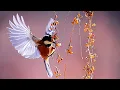 Download Lagu BEAUTIFUL MUSIC FOR THE SOUL ,, SAILS OF LOVE,, MUSIC SERGEY GRISCHUK